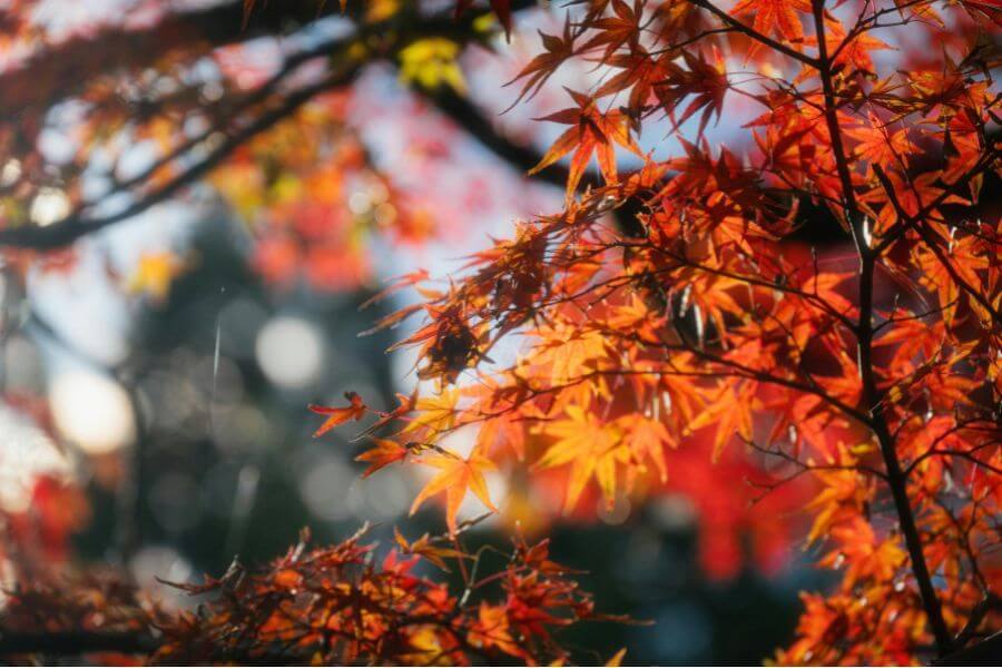 Los Angeles in Autumn